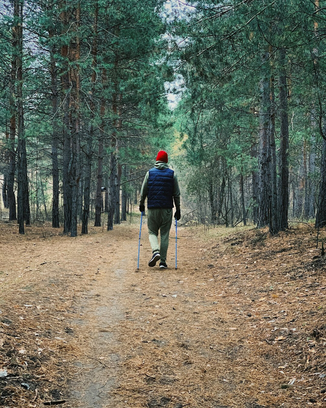 Older adults doing Nordic walking with poles in a forest
